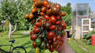 Красивый и вкусный черри томат "Отборное Печенье". "Cookie Select" very tasty cherry tomato 👌 🍅🍅🍅