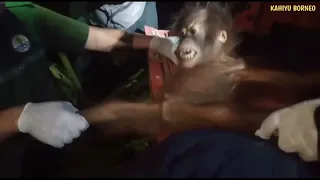 Rescue baby and mother orangutan at night