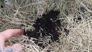 Adding Worms To Living soil - How To Add