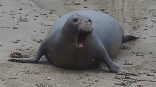 Elephant Seals - San Simeon 2023