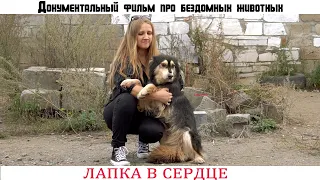 Лапка в сердце | Документальный фильм про бездомных животных