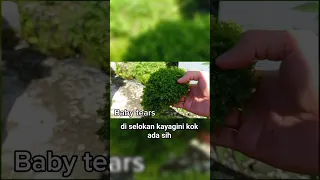 Mencari tanaman aquascape baby tears di sekitar kita