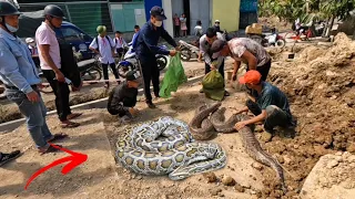 Animal Expert Helps Villagers Catch 6 Giant Pythons | Fishing TV