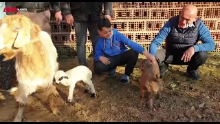 Keçi, kuzu doğurdu; Koçun ismini Bihter koydular