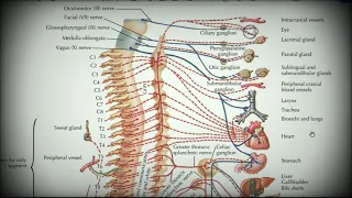 Анатомия с АВ. Парасимпатическая нервная система.