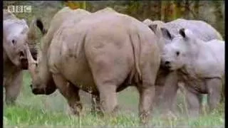 Rhinos look for love: animal mating rituals in the African jungle - BBC wildlife