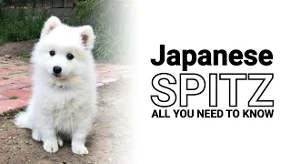 Japanese Spitz Dogs 🗾 History of the Breed and Traits that Make this Dog a Great Companion