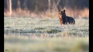 Calming Forest Recording - Naliboki Forest - Belarus