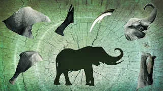 CUTE ANIMALS African Elephant Puzzle 귀여운 동물 아프리카 코끼리 퍼즐