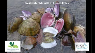 #6 Freshwater Mussels