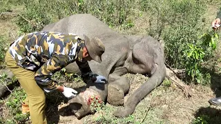 Wildlife officials treated a wild elephant whose leg was injured in a cable trap |Wildlife | Animals