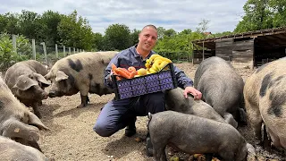 JEVTA PROZIVODI MESO I PRŠUTU OD 300 EURA ZA 1 KG! 🥩