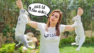 زوجتي اتخانقت مع ١٢ ارنب 😂😂!!! *حولنا جنيتنا لمزرعة ارانب 🐇 !!!