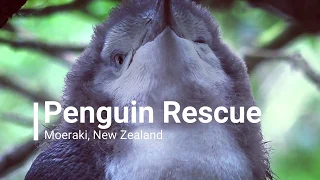 Penguin Rescue NZ- What we do