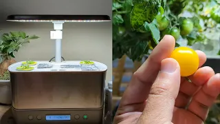 Aerogarden Golden Harvest Tomatoes - Seed to Harvest Across 80 Days!