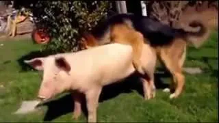 Dog mating black pig and white pig