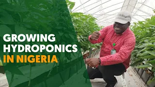 Growing Hydroponics Bell Peppers, Indeterminate Tomatoes, Kale, and Iceberg lettuce in Nigeria