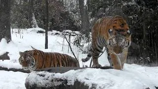 Siberian Tiger Triplets Play In the First Snow of 2012...in HD!