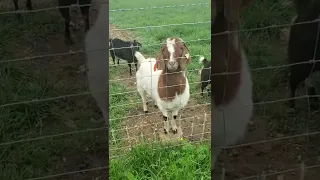 goatersons