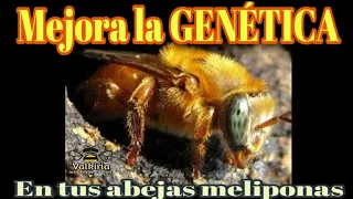 Mejora la genética de tus abejas con éste simple, pero efectivo truco! 😉🐝👍🏻