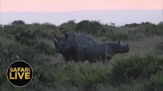 safariLIVE - Sunset Safari - November 16, 2018