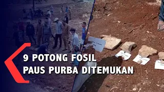 Terkubur Jutaan Tahun, Fosil Paus Purba Ditemukan di Sukabumi