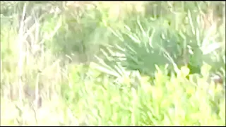 Mark Zaskey Bigfoot Sighting Filmed Nov 9 Western Martin County, Fl