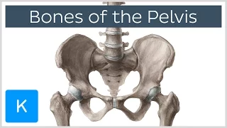 Bones of the Pelvis - Human Anatomy | Kenhub
