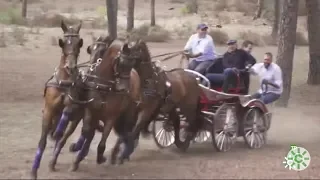 El Caballo del Monasterio de la Luz, Lucena del Puerto, Huelva