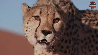 S1 E16 Enigmatic Cheetahs - Masters of Speed and Stealth