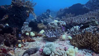 Mike's point Raja Ampat