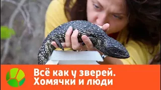 Все как у зверей. Хомячки и люди | Живая Планета