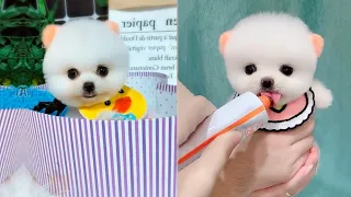 Cute and Funny Pomeranian Videos #SHORT