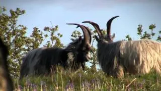 Three wild billies on a sunny evening in the Vale of Ffestiniog