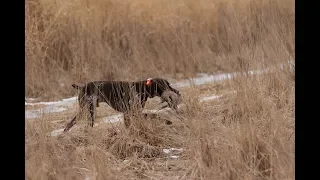 Pheasant & Chukar Hunting with German Shorthaired Pointer - Whispering Wings Wisconsin