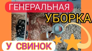 УБОРКА КЛЕТКИ у МОРСКИХ СВИНОК / УБОРКА КЛЕТКИ / ЧИЩУ КЛЕТКУ / УБОРКА ВОЛЬЕРА / МОРСКИЕ СВИНКИ