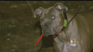 Video Shows Pit Bull Escape Attacking Coyotes In New Hampshire Backyard