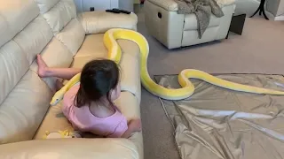 Retics and chill with 16ft Reticulated Python