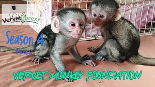 Baby orphan monkey Toni needs extra love and care, baby monkey Pascall's mom stoned and eaten