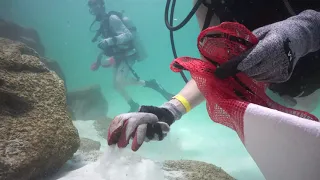 Do you know what kind of marine life is swimming around Destin, Florida's East Jetty? Take a look.