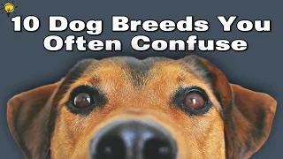 Top 10 Look-Alike Dog Breeds You Often Confuse. [ OPEN BRAIN ]