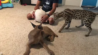 Caracal & Serval Playing