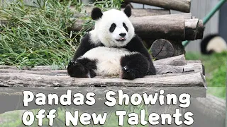 【Panda Billboard】Episode164 Pandas Showing Off New Talents | iPanda