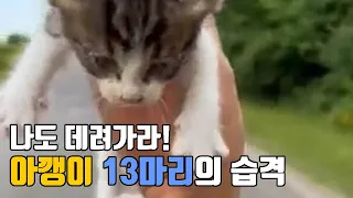 [영상뉴스] 나도 데려가라!" 아기 길냥이 13마리의 습격