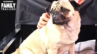 PATRICK | Top Tips for Pug Dogs Welfare - Family Entertainment