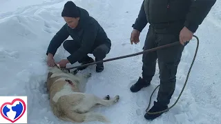 Спасение Малыша/Кто воткнул в собаку Это?/Неравнодушные Смоляне вызвали помощь животным