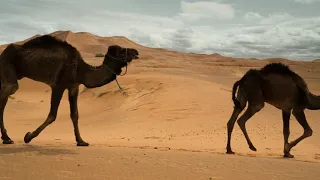 Camels walking in the desert | جمال تمشي في الصحراء