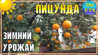 Апельсины и хурма в Абхазии | Субтропическая зима