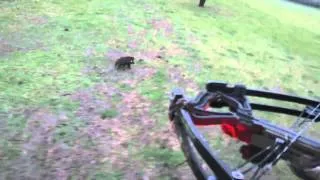 First Crossbow Helicopter Hog Hunt