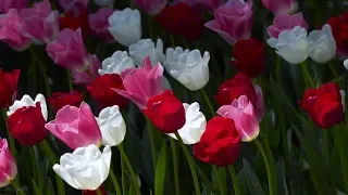 Tulip Flowers   2 Hours Relaxation Video  Skagit Valley Tulip Festival in WA State   Episode 1